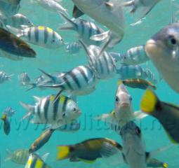 Belitung 80