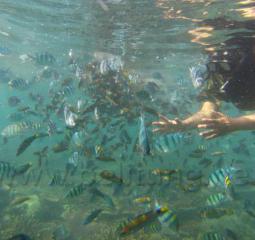 Belitung 82
