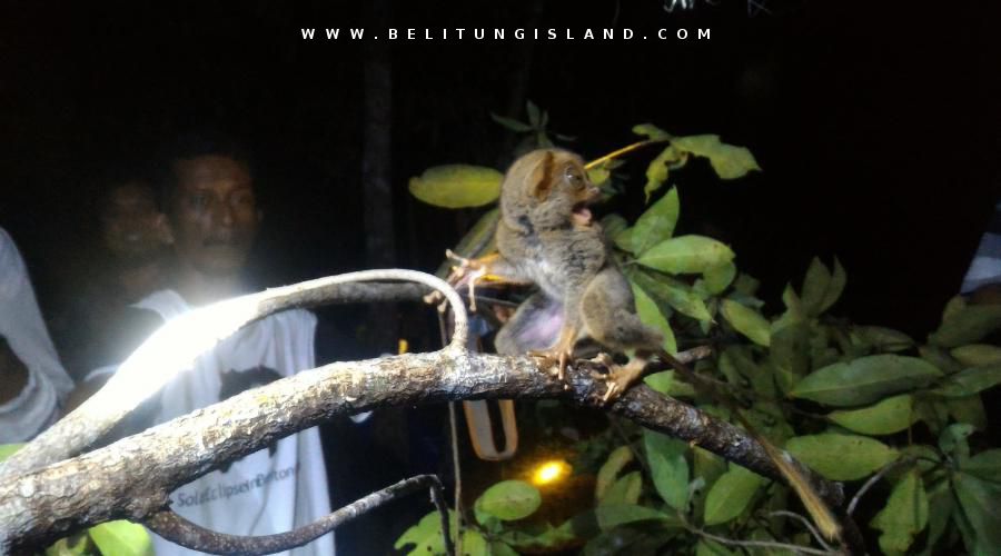 belitung image