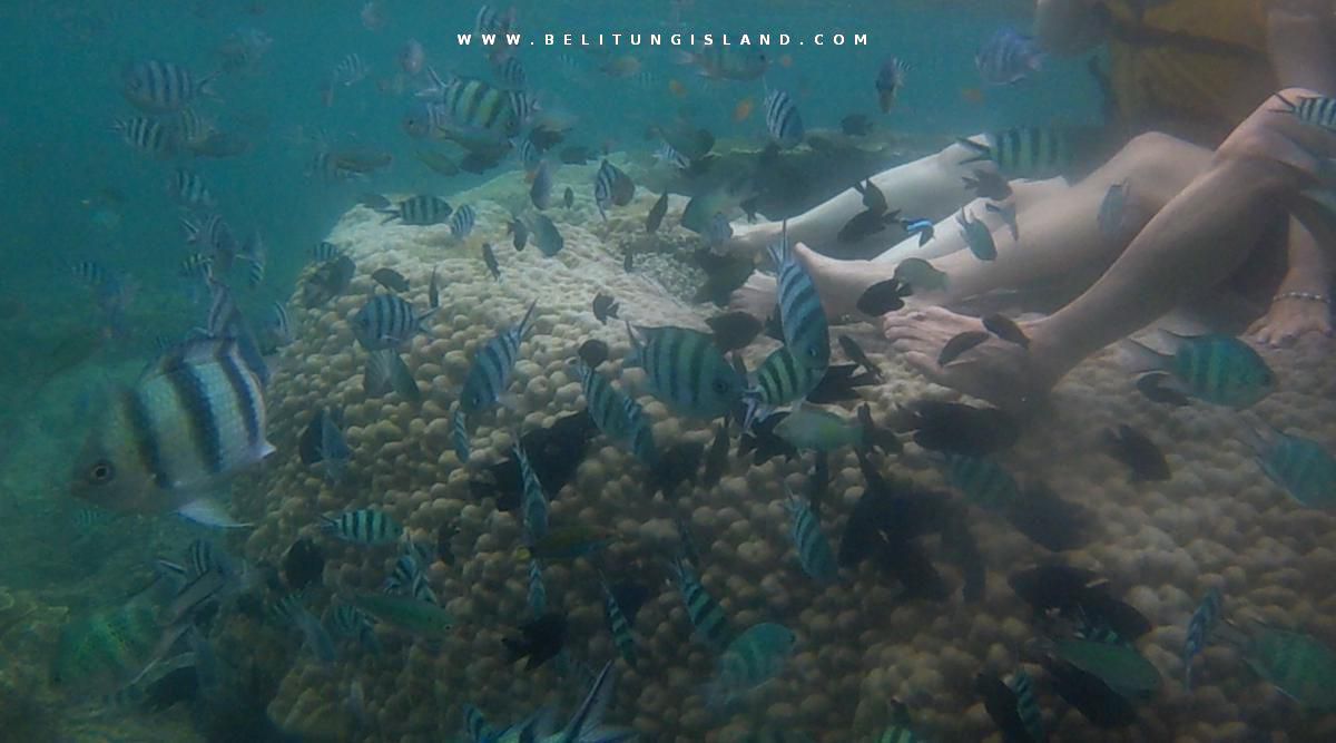 belitung image